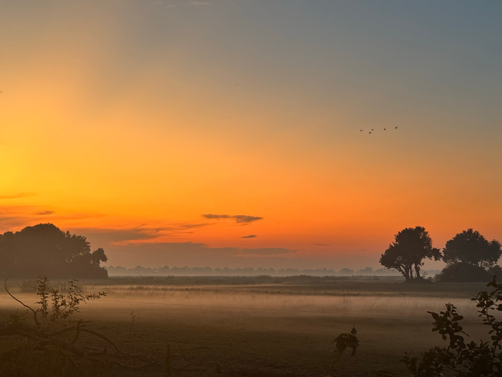 Misty sunrise over the Okavango floodplain with bird silhouettes at Samonyana