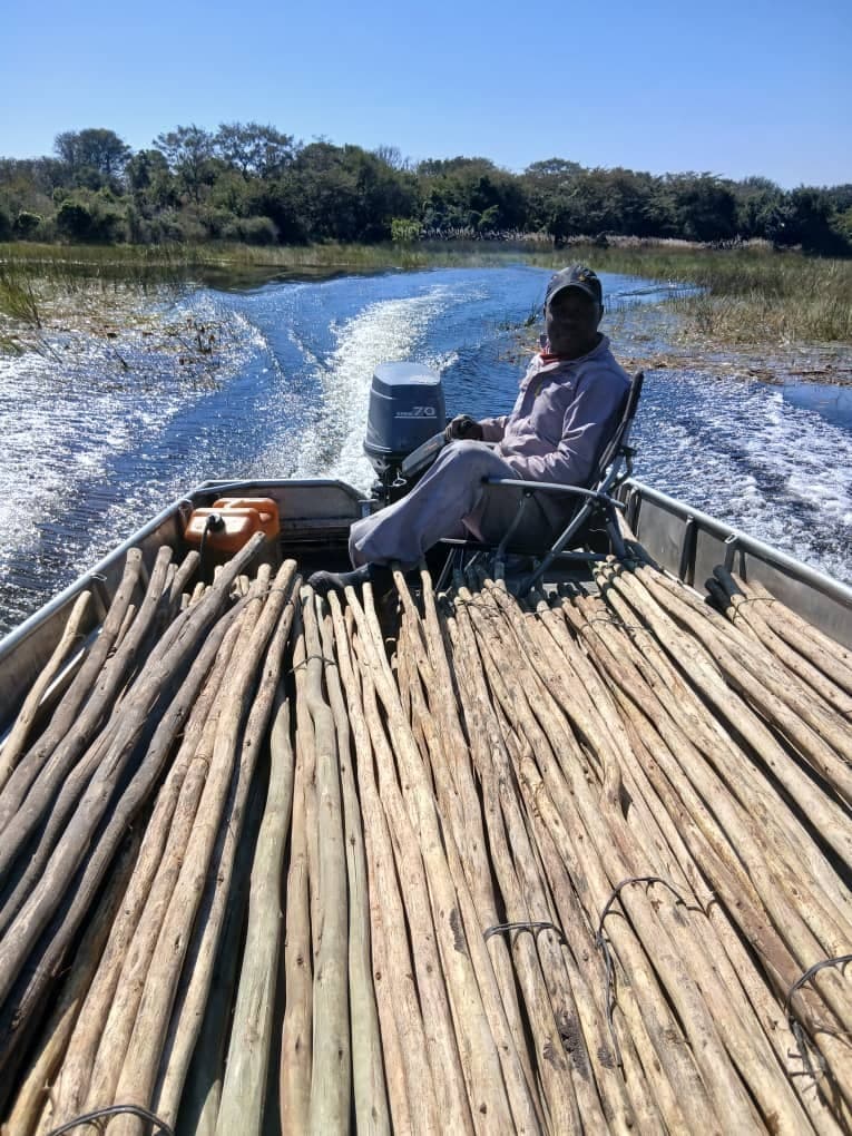Staff member steering a boat loaded with wooden poles along a channel in the Okavango Delta