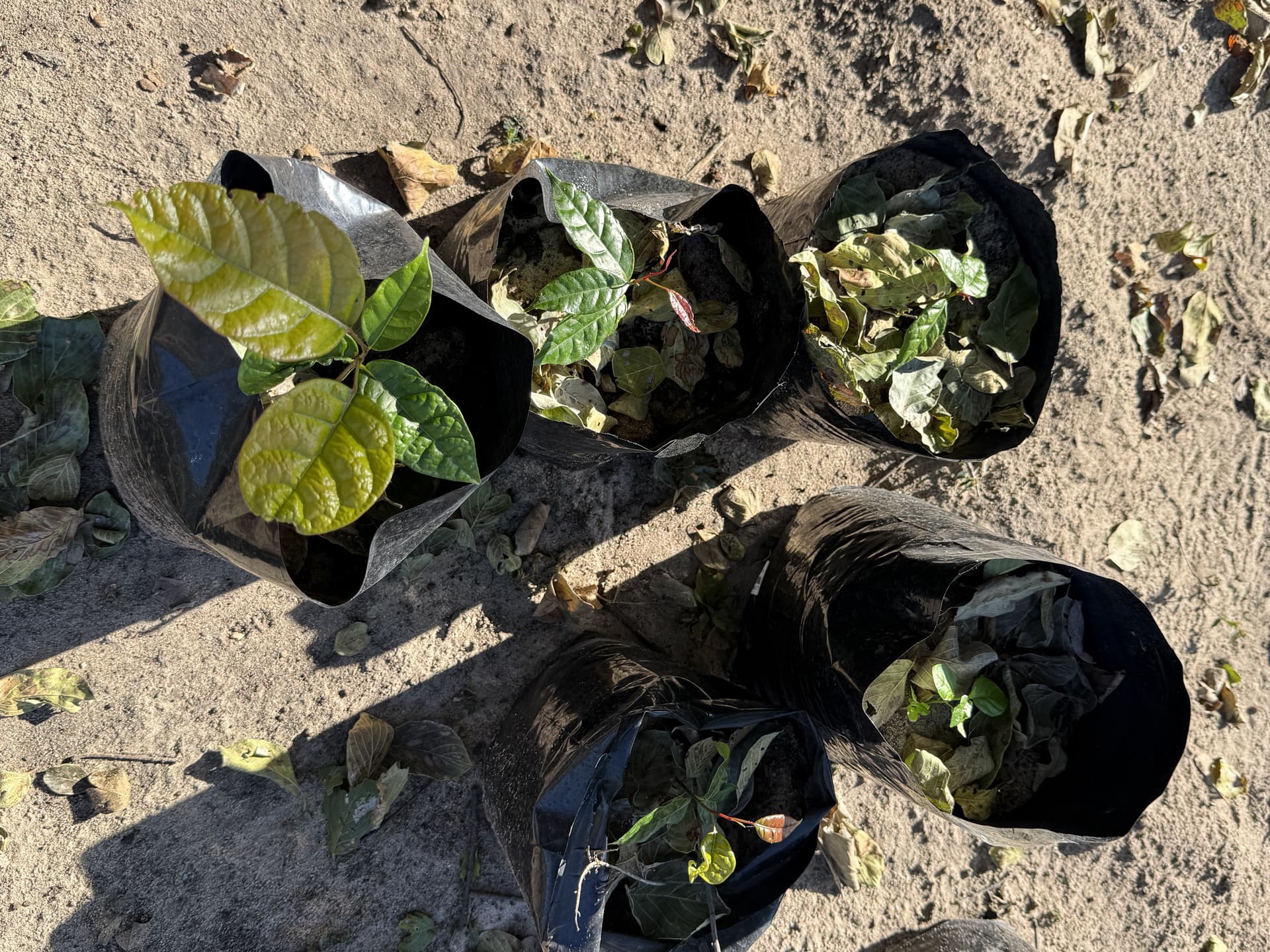 Young tree seedlings growing in black nursery bags at Samonyana's plant nursery.