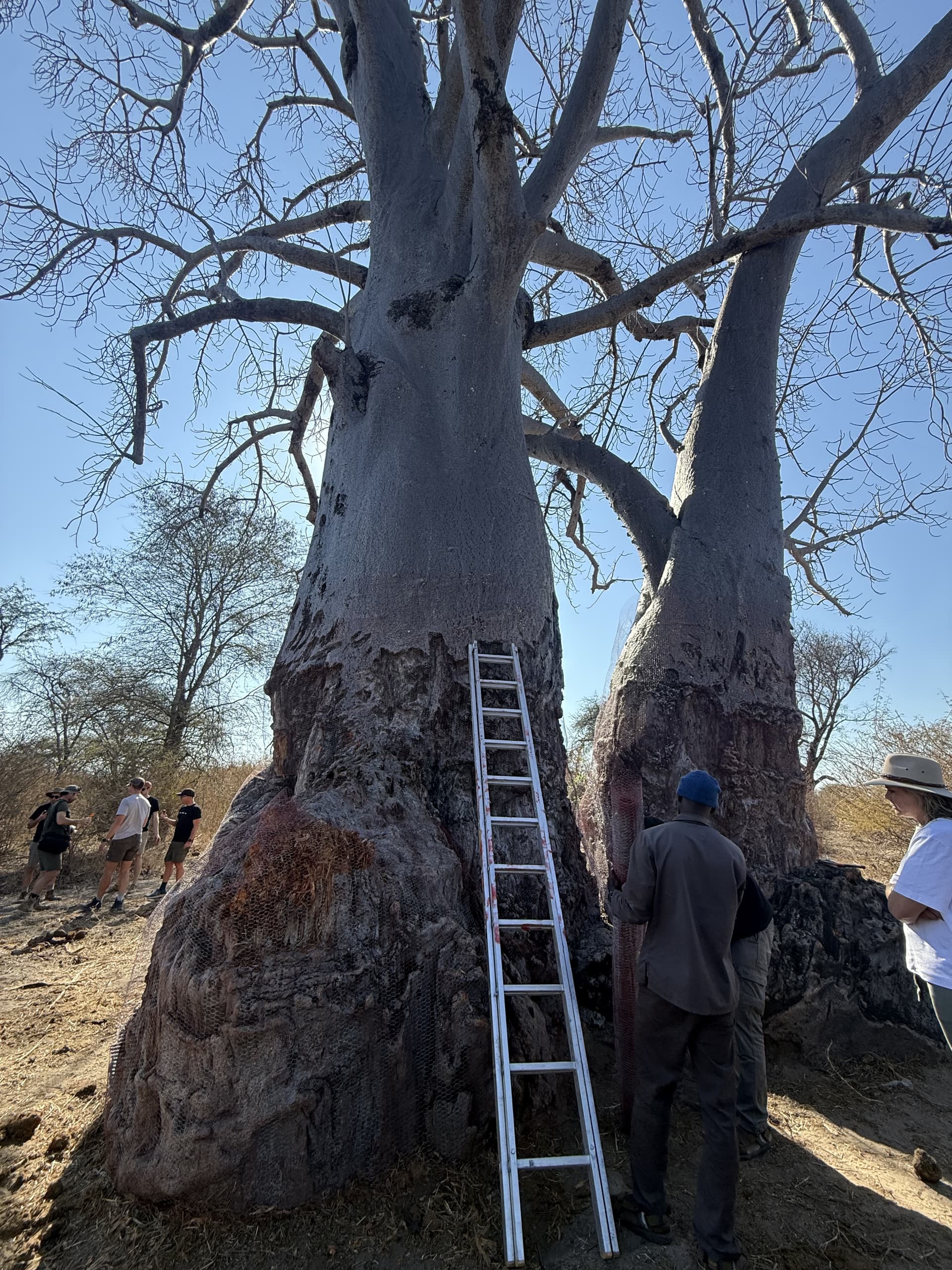 Guests and guides gather with a ladder beneath a pair of towering baobab trees at Samonyana Private Island.