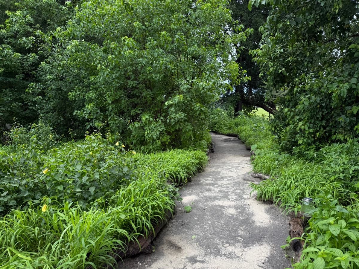 Lush tropical vegetation on the island interior of Samonyana Private Island