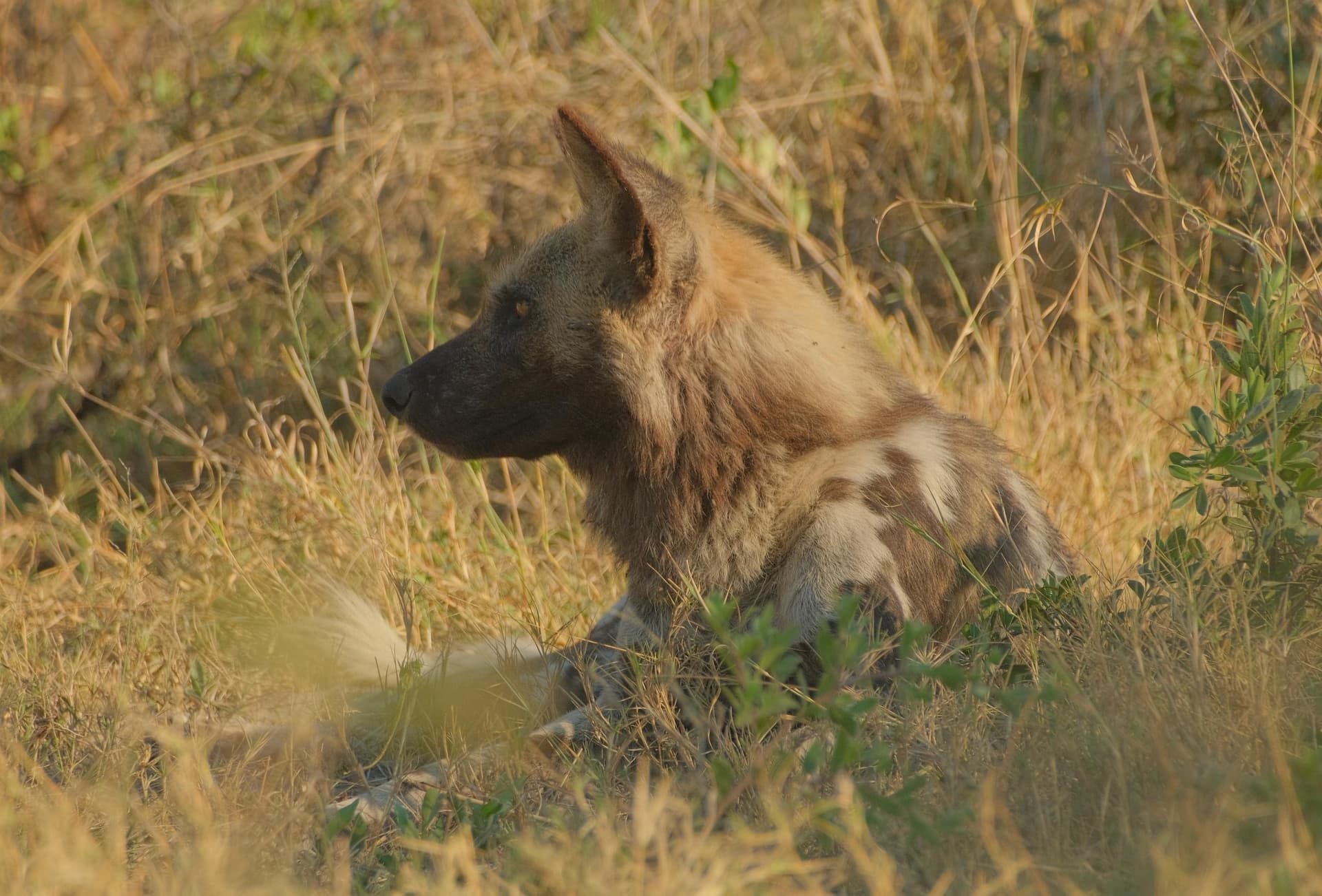 African wild dog resting in golden grass at Samonyana Private Island
