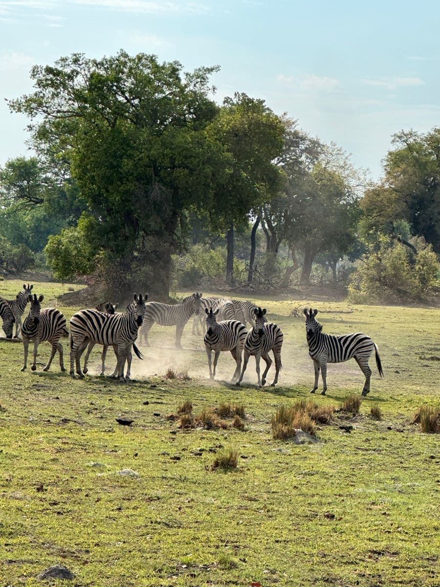 Herd of zebras kicking up dust on the open Okavango floodplain