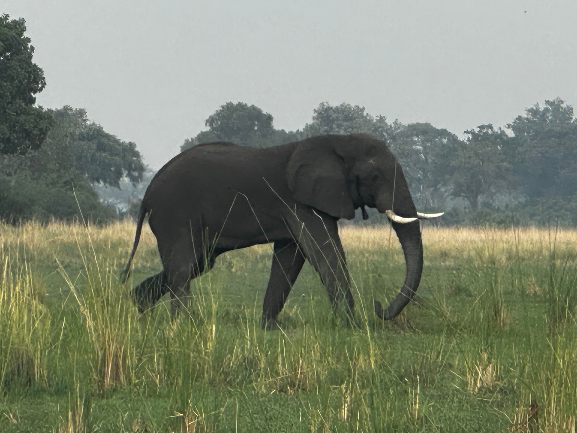 Wildlife on the Okavango Delta at Samonyana