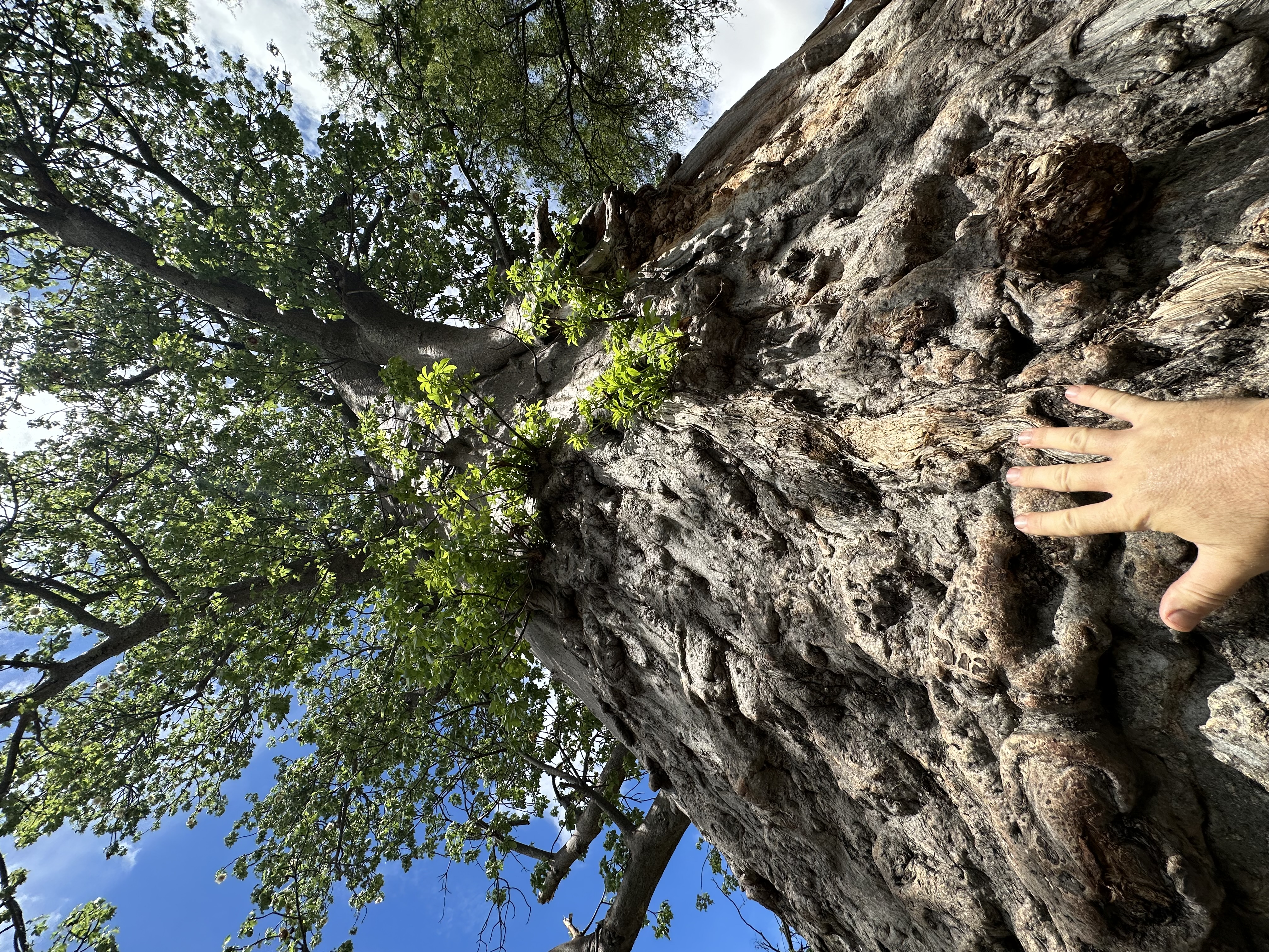 Looking up the trunk of an ancient baobab tree on Samonyana Island, Okavango Delta