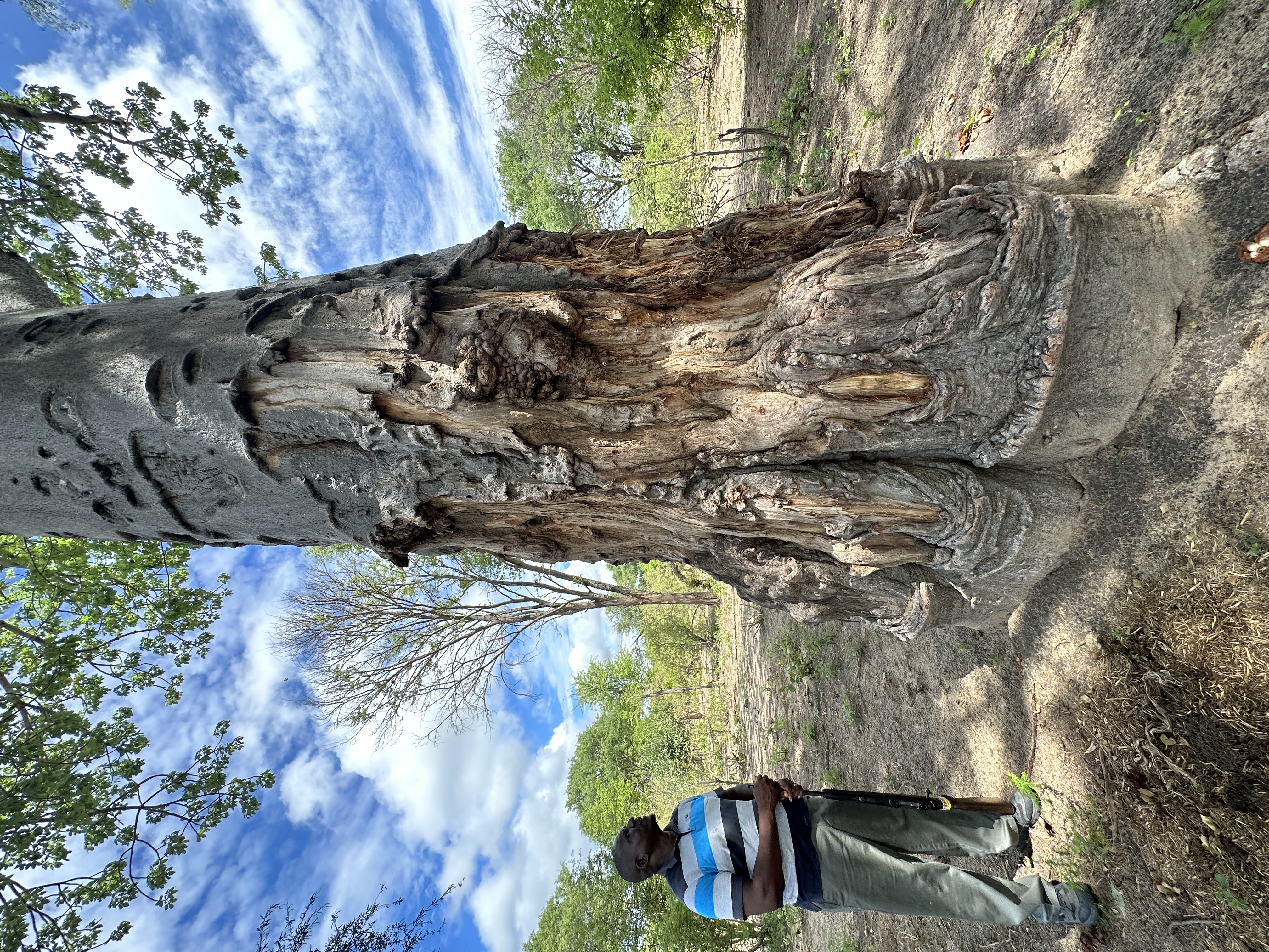 Person standing beside a massive ringbarked baobab trunk on Samonyana Island to show scale