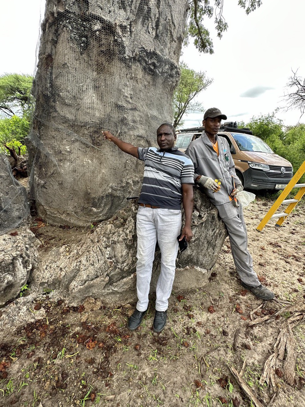 Two local workers standing beside a wrapped baobab tree on the Okavango Delta