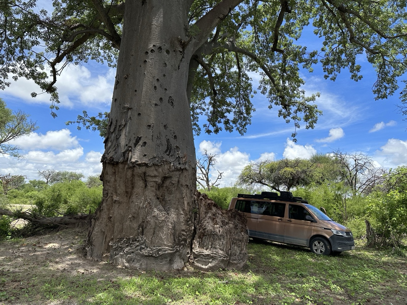 Ancient baobab tree on Samonyana Island showing ringbark damage stripped by elephants