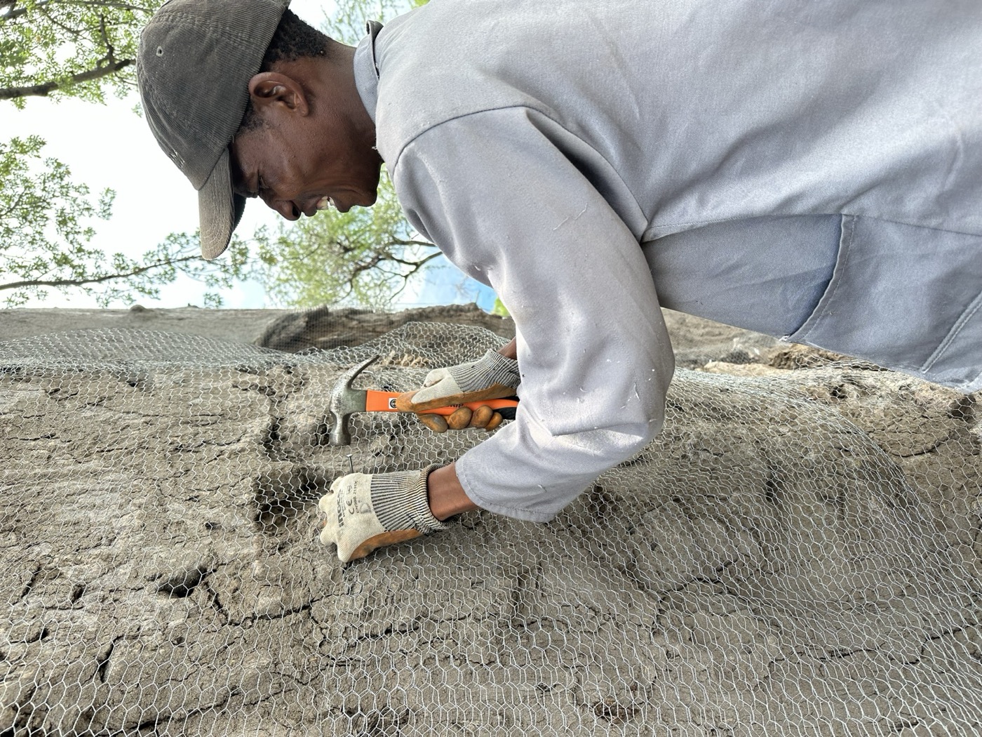 Samonyana team member wrapping a ringbarked baobab trunk with protective wire mesh to save it