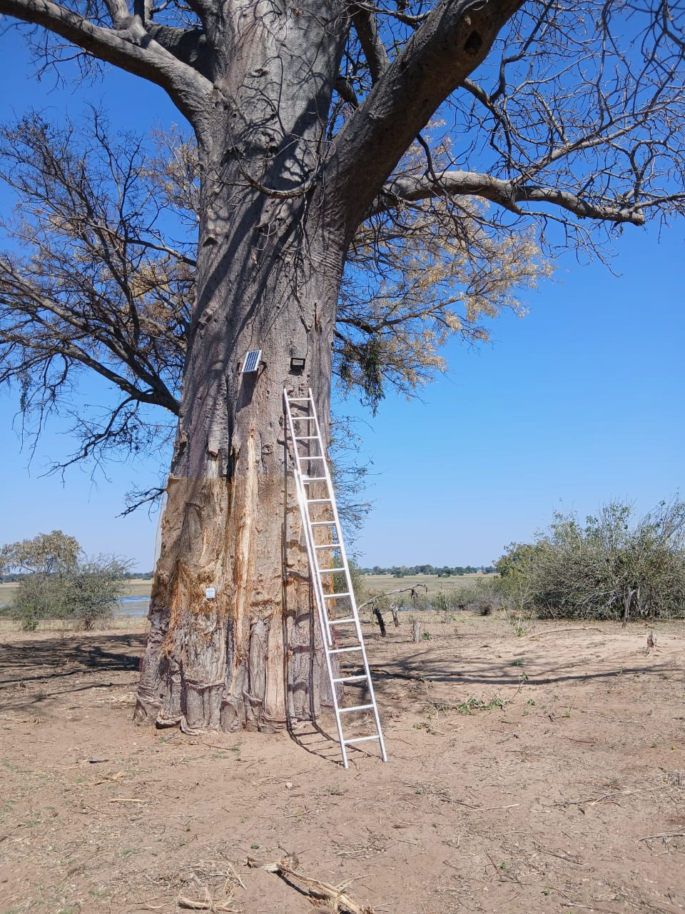 Ladder against a wire-wrapped baobab trunk fitted with a solar-powered monitoring sensor in the Okavango Delta