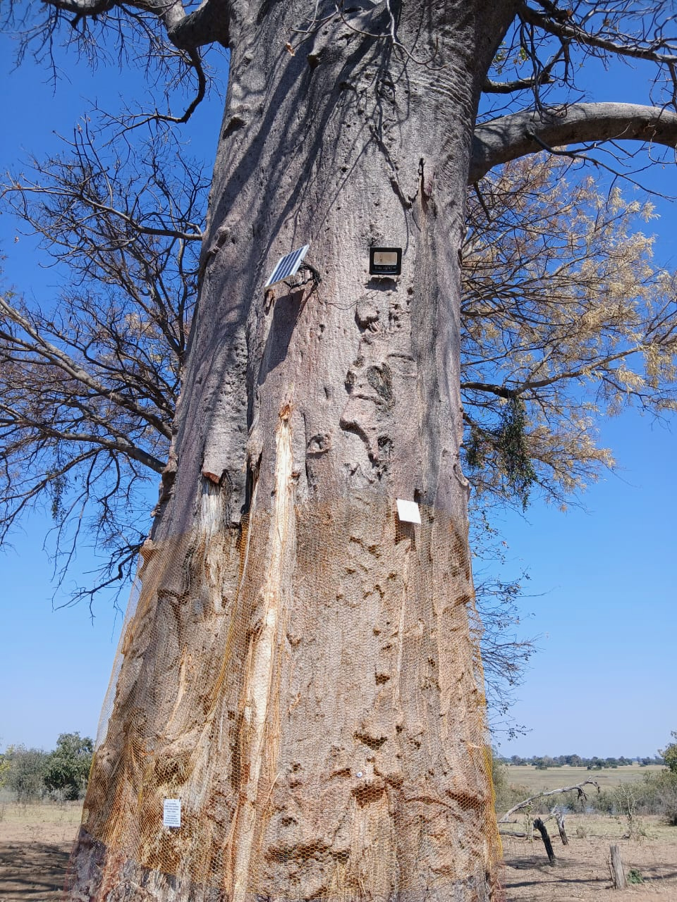 Close-up of a solar panel and monitoring sensor mounted on a ringbarked baobab trunk at Samonyana Private Island