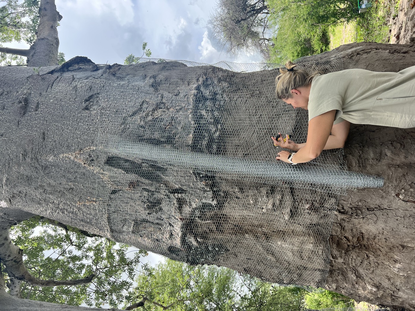 Wrapping a ringbarked baobab tree to save it on Samonyana Private Island, Okavango Delta
