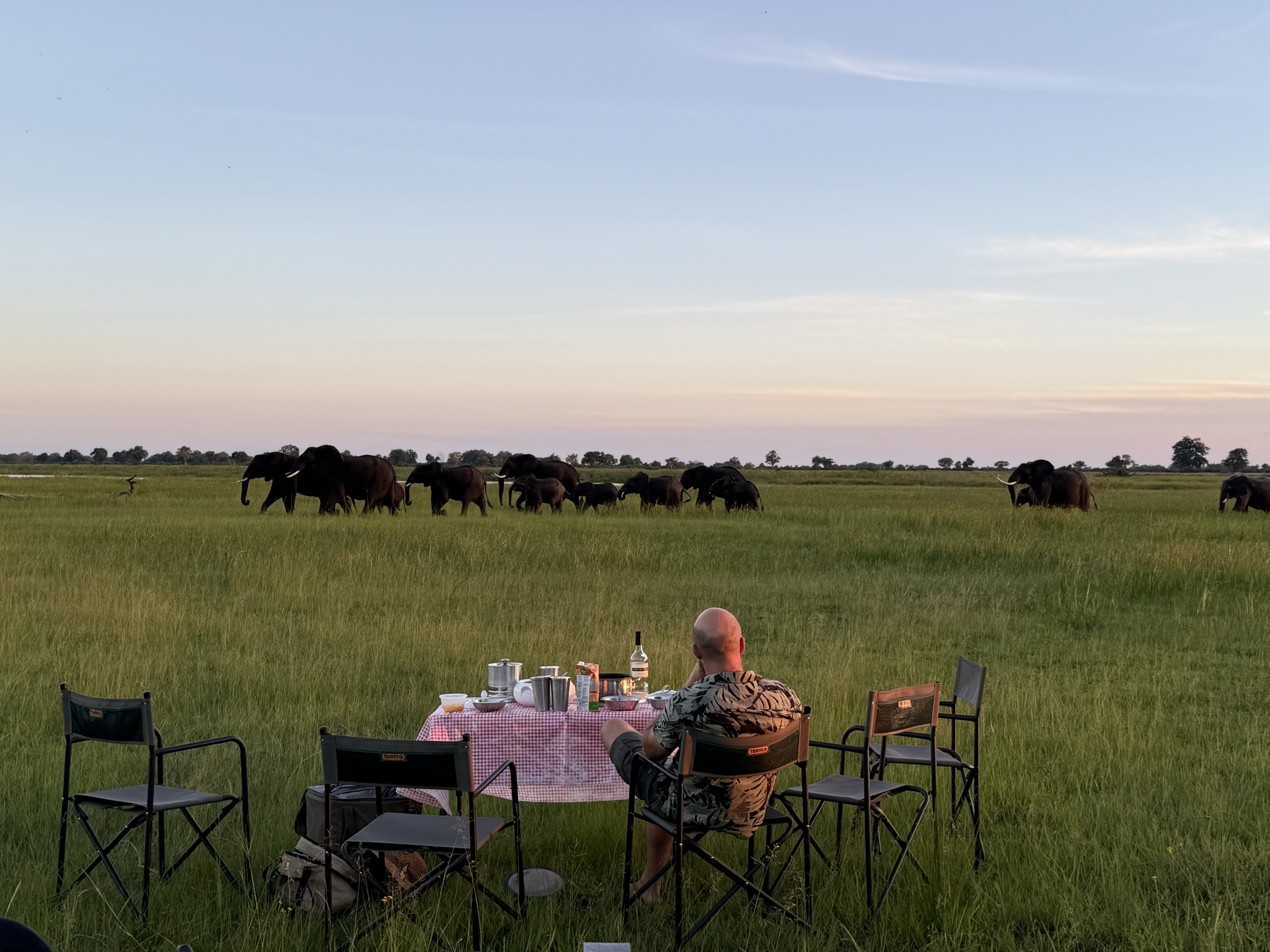 Elephant herd grazing across the floodplain at dusk