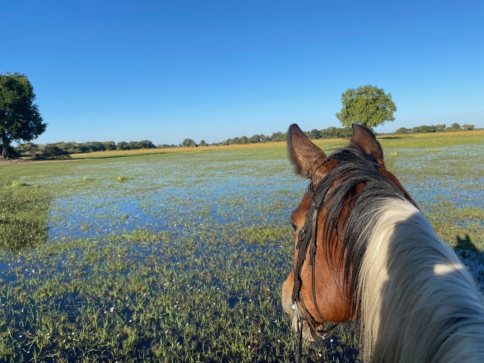 Horse riding across the flooded Okavango Delta floodplain at Samonyana